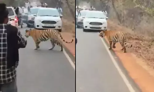 Viral video : రోడ్డుపై పులి వెళ్తుంటే కేకలేంటి? ఐఎఫ్ఎస్ అధికారి హెచ్చరిక