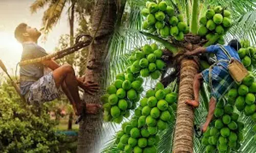 కోన‌సీమ కొబ్బ‌రికీ గ‌డ్డుకాల‌మే..!