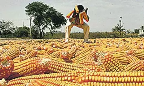 ముంచిన మొక్కజొన్న