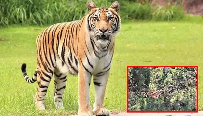 కాకినాడ జిల్లాలో పెద్దపులి కలకలం.. రంగంలోకి 11 ప్రత్యేక బృందాలు కాకినాడ జిల్లాలో పెద్దపులి కలకలం.. రంగంలోకి 11 ప్రత్యేక బృందాలు