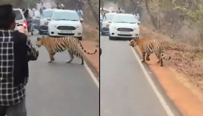 Viral video : రోడ్డుపై పులి వెళ్తుంటే కేకలేంటి? ఐఎఫ్ఎస్ అధికారి హెచ్చరిక Viral video : రోడ్డుపై పులి వెళ్తుంటే కేకలేంటి? ఐఎఫ్ఎస్ అధికారి హెచ్చరిక