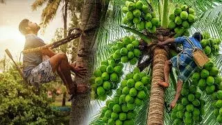 కోనసీమ కొబ్బరికీ గడ్డుకాలమే..! కోనసీమ కొబ్బరికీ గడ్డుకాలమే..!