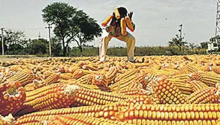 ముంచిన మొక్కజొన్న ముంచిన మొక్కజొన్న