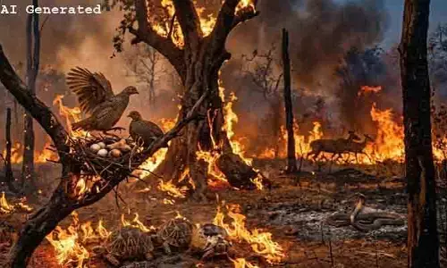 అరణ్యాల్లో అగ్నికీలలు.. దావానలంలో మూగజీవాల ఆర్తనాదాలు