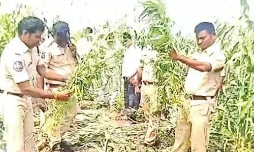 వంకేశ్వరం గ్రామ శివారులో గంజాయి సాగు వెలుగులోకి