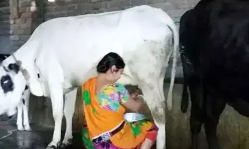 పాడి రైతుకు కష్ట కాలం..తగ్గుతున్న పాల దిగుబడి