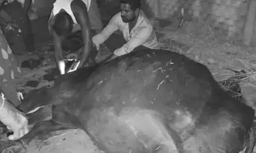యూరియా కలిపిన నీళ్లు తాగి రెండు గేదెలు మృతి