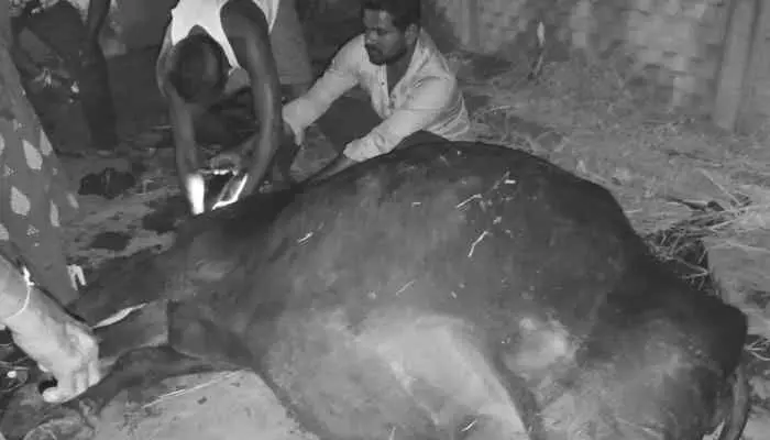 యూరియా కలిపిన నీళ్లు తాగి రెండు గేదెలు మృతి యూరియా కలిపిన నీళ్లు తాగి రెండు గేదెలు మృతి