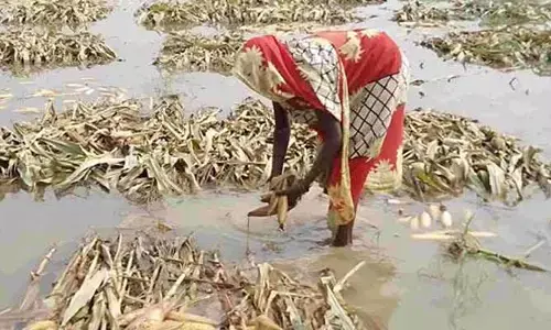 ఎన్టీఆర్ జిల్లాలో అకాల వర్షం బీభత్సం.. విలవిలలాడిపోతున్న అన్నదాత