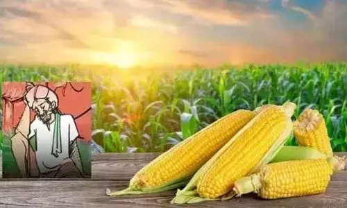 కేంద్రం ఆదేశించిన ఇంకా ప్రారంభం కాని మక్క కొనుగోళ్లు