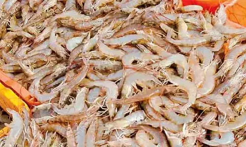 ఏపీ రైతులకు భారీగా నష్టం