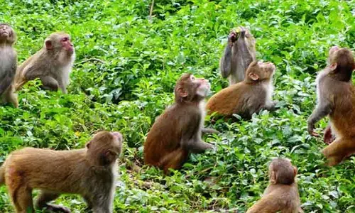 కోతుల నియంత్రణకు చర్యలు.. త్వరలో స్పెషల్ టీమ్స్