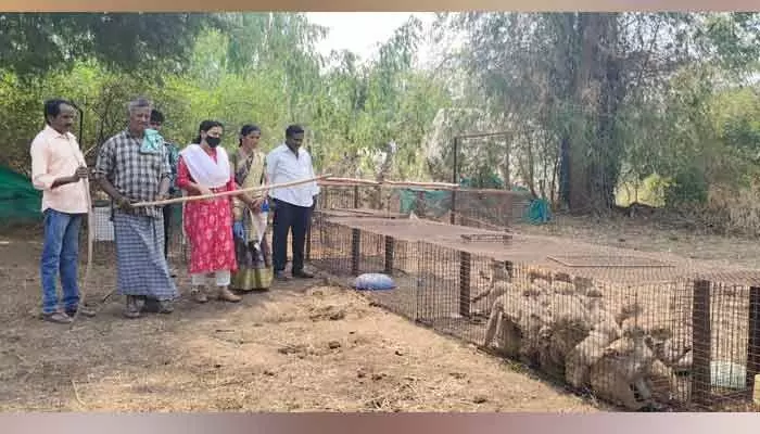 మోరంపల్లిబంజర్లో కోతుల బెడదకు చెక్ మోరంపల్లిబంజర్లో కోతుల బెడదకు చెక్