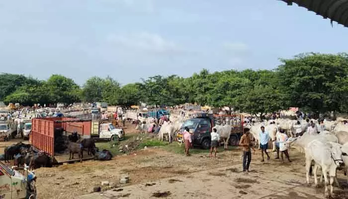 కొండ మడుగు సంత టెండర్ లో కాంట్రాక్టర్లు కుమ్మక్కు కొండ మడుగు సంత టెండర్ లో కాంట్రాక్టర్లు కుమ్మక్కు
