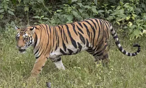 పెద్దపులి కలకలం: మూడు దూడల మృతి