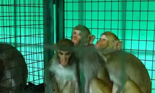 కోతులను తరిమే క్రమంలో ప్రమాదం.. వ్యక్తి మృతి