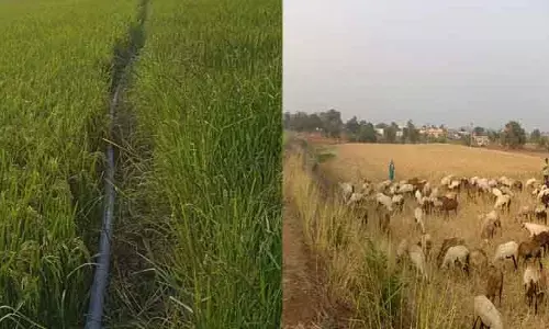 ఆఖ‌రి త‌డి కోసం రైత‌న్న‌ల ఆశ