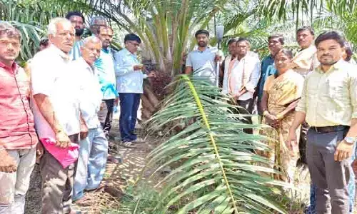 తొలి పంట రైతు ఇంట సిరుల పంట