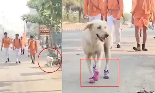 TRENDING: భక్తికి తోడైన విశ్వాసం.. శునకం చేసిన పనికి నెటిజన్లు ఫిదా!