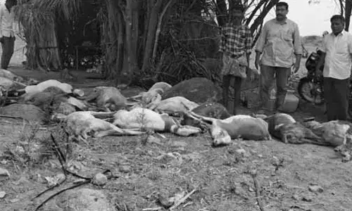 విషపు నీరు తాగి 20 గొర్రెల మృతి
