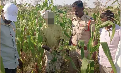 పంట చేనులో గంజాయి సాగు.. రైతు అరెస్ట్