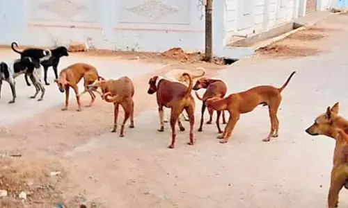 క‌ల్వ‌కుర్తిలో కుక్క‌ల స్వైర విహారం