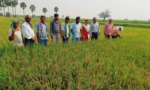 మొలకెత్తని విత్తనాలు.. నష్టపరిహారానికి రైతుల డిమాండ్