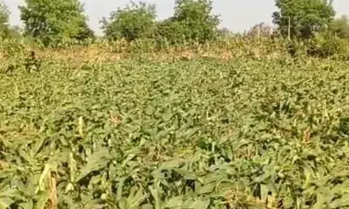 గాలి వాన బీభత్సం.. నేలకొరిగిన పంటలు