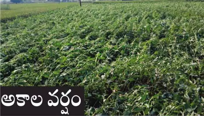 ప్రకృతి కోపంతో అకాల వర్షం.. అన్నదాతకు తీవ్ర నష్టం ప్రకృతి కోపంతో అకాల వర్షం.. అన్నదాతకు తీవ్ర నష్టం