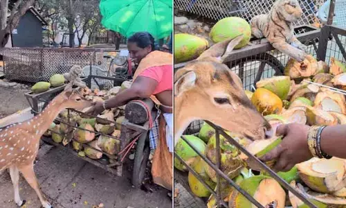 ఐఐటీ మద్రాస్ క్యాంపస్‌లో ఆసక్తికర దృశ్యం.. జింకకు కొబ్బరి నీళ్లు తాగించిన ‘సరళమ్మ’ వీడియో వైరల్!