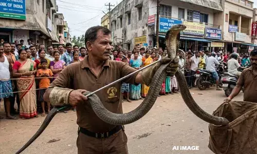 12 అడుగుల భారీ కింగ్ కోబ్రా.. చూస్తే వణికిపోవడం ఖాయం!