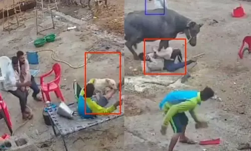 Stray Dogs వీధి కుక్క బీభత్సం : నలుగురిపై దాడి.. షాకింగ్ వీడియో వైరల్