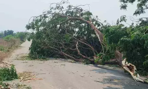 బెజ్జూర్ ప్రధాన రహదారిపై విరిగిపడిన చెట్లు