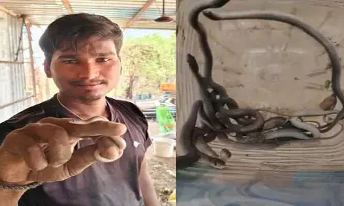 ఒకేచోట 12 పాములు..!