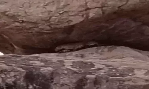 దేవరగుట్ట పై చిరుత సంచారం