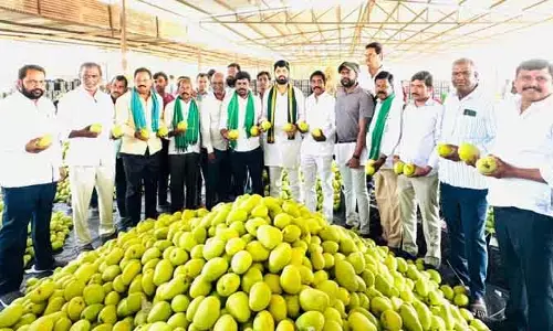మామిడి సీజన్ లో రైతులను ఇబ్బందులకు గురిచేస్తే కఠిన చర్యలు తప్పవు