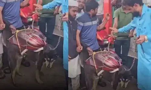 చ‌మురు క‌ష్టాలు...కుక్కకు పెట్రోల్ ట్యాంక‌ర్ వేసి నిర‌స‌న !