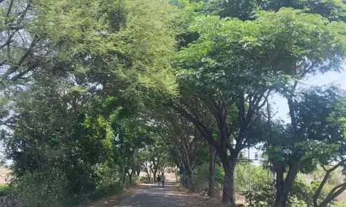 పాదచారులకు ప్రకృతి వరం