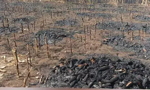 షార్ట్ సర్క్యూట్‌తో మొక్కజొన్న పంట దగ్ధం