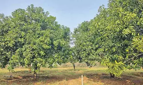 భారీగా తగ్గిన మామిడి దిగుబడి..రైతు కుదేలు
