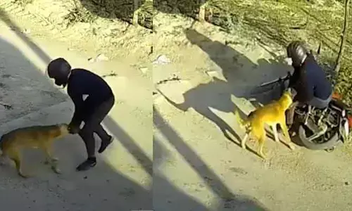 A video of a young man being severely attacked by a stray dog ​​in Rajasthan is going viral