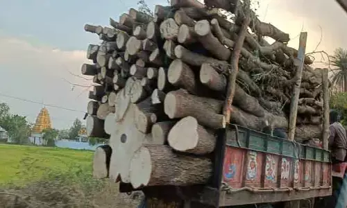 చెట్ల‌కు ఏది ర‌క్ష‌ణ‌..?