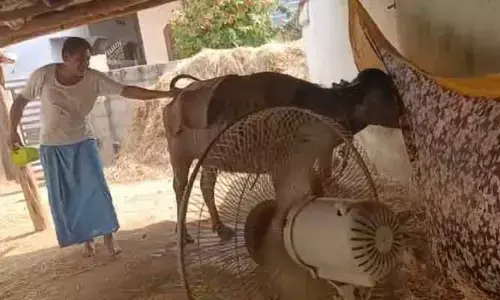 భానుడి భగభగతో ఇబ్బంది పడుతున్న మూగజీవులు