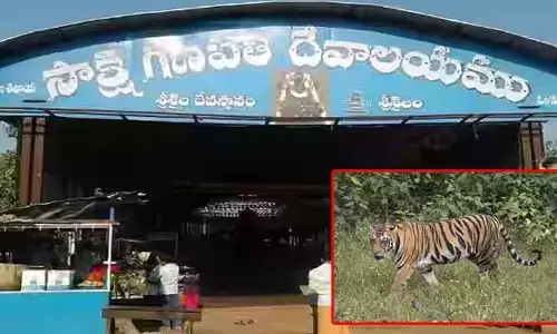 శ్రీశైలం సాక్షి గణపతి ఆలయంలో పెద్దపులి సంచారం