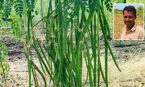 మునగ సాగుతో సిరుల పంట.. లాభాల బాటలో రైతు!