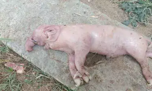 పంది క‌డుపులో ఏనుగు పిల్ల జ‌న‌నం