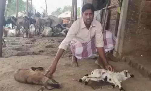 వీధి కుక్కల దాడిలో 11 గొర్రె పిల్లలు హతం