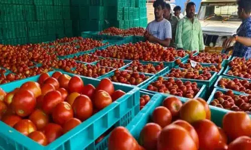పుంజుకున్న టమాటా ధరలు.. ఇక సామాన్యుడికి భారమేనా?