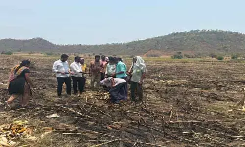 విద్యుత్ షాక్ తో మొక్కజొన్న పంట దగ్ధం