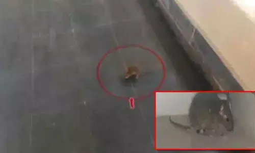 ఐసీయూలో పందికొక్కులు.. హడలిపోయిన పేషెంట్లు